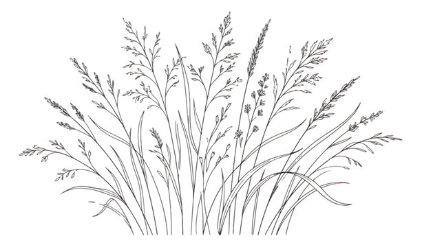 Hand drawn wild meadow grass vector illustration, botanical field weeds and cereal plants line art, rustic black and white floral sketch for wedding stationery