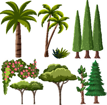 Collection of Tropical and Evergreen Tree Vector Illustrations Isolated on White