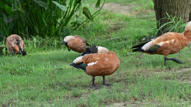 group of ruddy shelducks with striking orange plumage and pale heads grazes peacefully on a lush green lawn