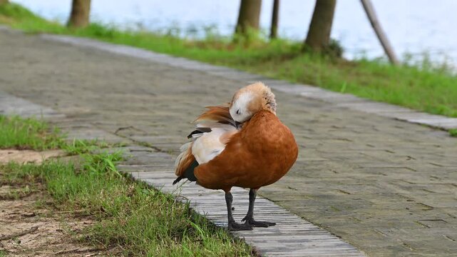 a ruddy shelduck stands gracefully on a stone pathway, preening its vibrant orange feathers on a windy day