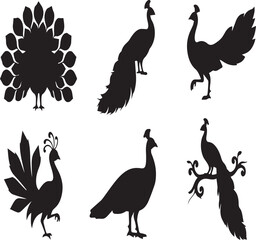 Obraz premium Set of Minimalist Black and White Peacock Silhouettes Featuring Various Elegant Poses and Feather Displays. 