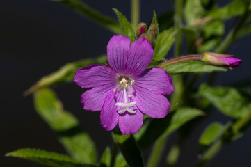 Obraz premium Close-up of a Great Willowherb (Epilobium hirsutum) flower