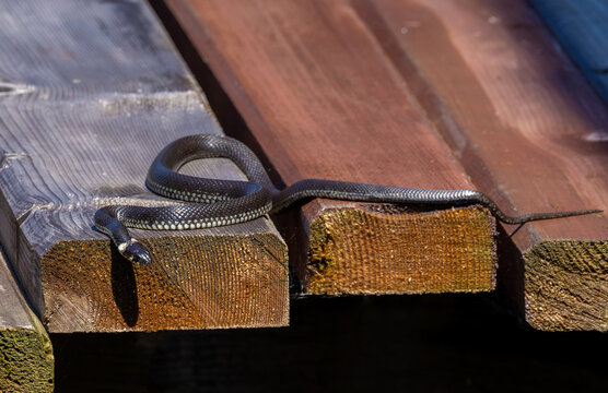 A Grass Snake (Natrix natrix) standing on planks