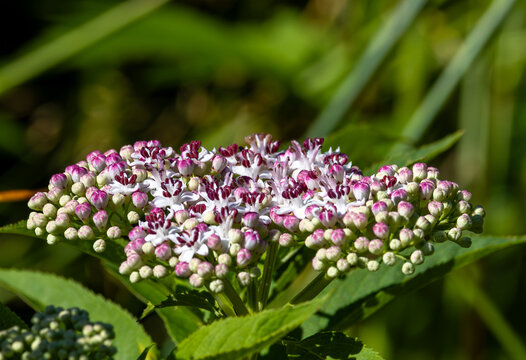 An inflorescence of Sambucus ebulus, commonly known as dwarf elder, danewort