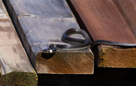 Grass snake (Natrix natrix) on wooden planks in sunlight
