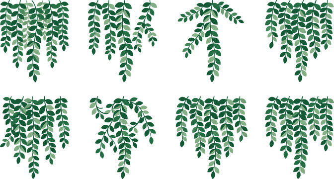 Hanging green ivy plants vector icon set with climbing tropical creepers wall foliage garlands and trailing eucalyptus vine branches decoration borders