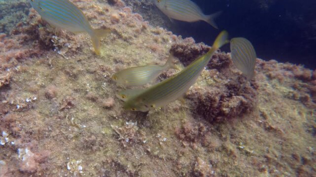 Sarpa salpa, commonly known as salema porgies, exploring the diverse marine ecosystem of the mediterranean seafloor