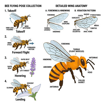 Bee Anatomy and Flight Poses Collection