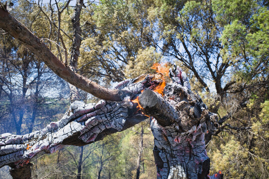 Fire consumes a fallen pine trunk in a forest. Embers glow against charred bark and green canopy. Smoke rises gently in the sunlit air. Trees stand behind, untouched by the blaze
