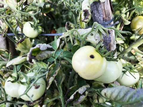 Tomato fruit borer, Helicoverpa armigers, bored holes damaging symptoms