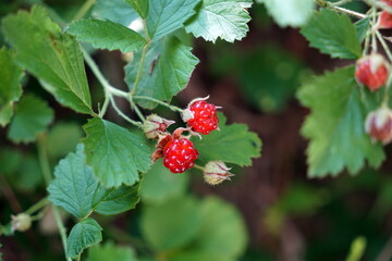 Rubus parvifolius ナワシロイチゴ 苗代苺 © KenChi