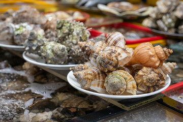 Fototapeta premium Fresh raw sea snails displayed on a white plate at Jagalchi Fish Market in Busan, South Korea.