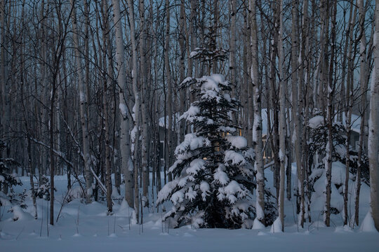 Snowy trees in yard in Alaska