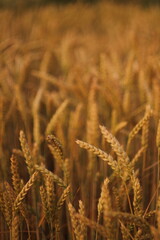 Obraz premium golden wheat field in summer