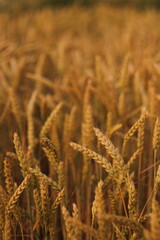 Obraz premium golden wheat field