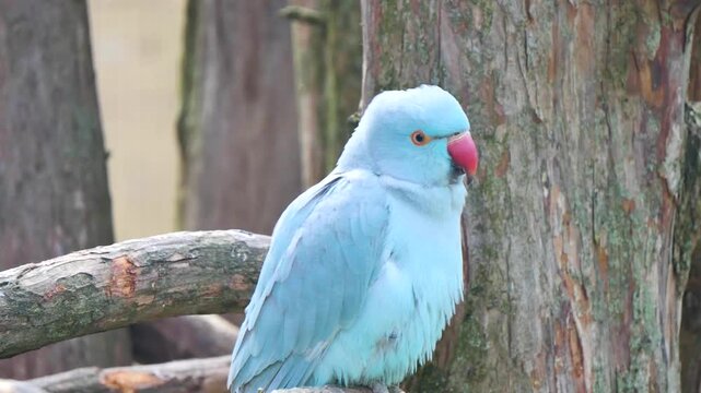 Blue bird on a tree trunk