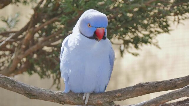 Blue bird sitting in a tree