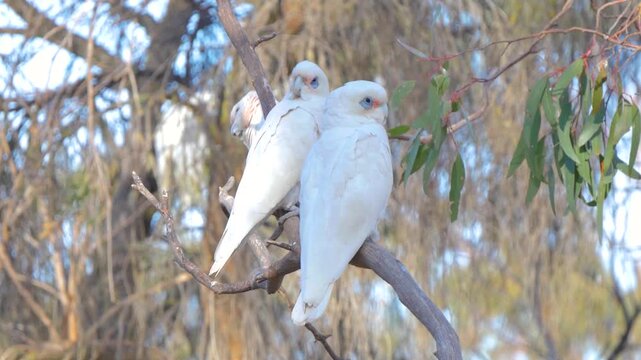 White birds on a tree branch