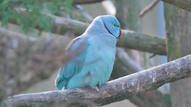 Blue bird sitting on a branch