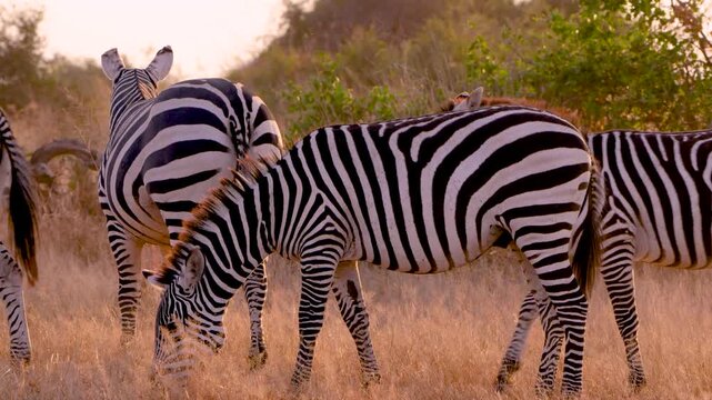 Backlit footage of a group of plains zebras grazing at golden hour during the migration season, bathed in warm evening light across the African savannah.