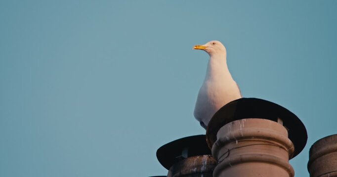 Close Up view of a seagull standing on a rooftop chimney beneath a clear blue sky. Warm evening light, minimal urban wildlife scene with generous copy space.