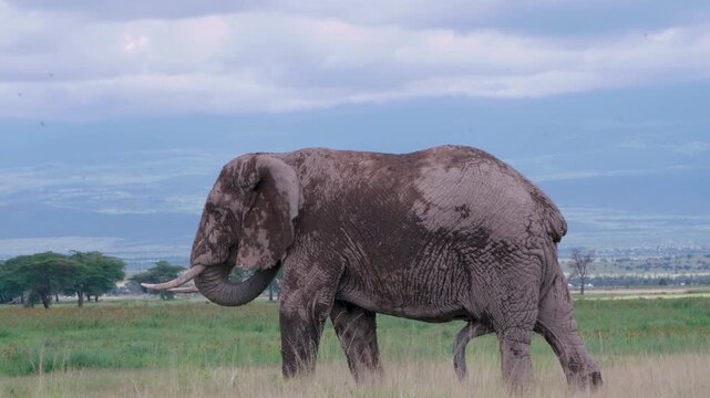 Cinematic footage of a bull African elephant in musth walking across the Amboseli grasslands, displaying characteristic reproductive behavior with visible temporal gland secretions.