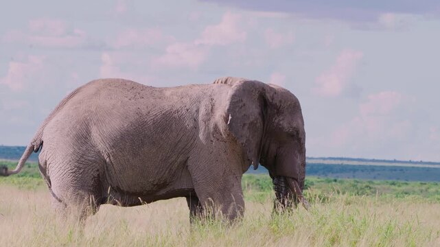 Cinematic footage of a bull African elephant in musth dusting himself with his trunk in Amboseli National Park, Kenya. Wet temporal glands and natural behavior highlight this powerful wildlife moment.
