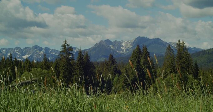 Breathtaking view of majestic mountains with snowcapped peaks, dense evergreen forests, and tall grass swaying in the foreground, perfect for nature documentaries or travel ads.