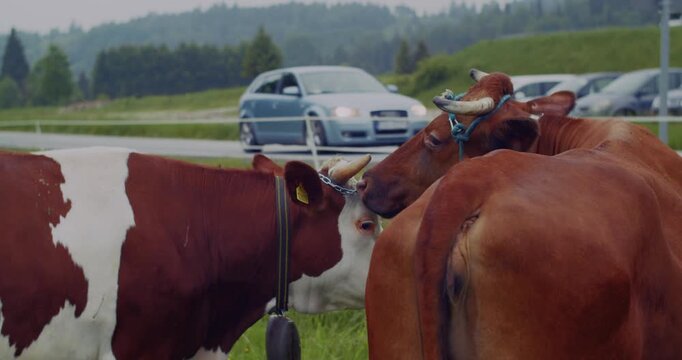 Two brown and white cows grazing peacefully in a green field next to a road, with cars passing by and mountains in the background. Authentic rural scene.