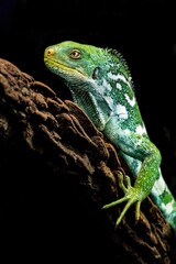 Fototapeta premium Green Tree Lizard Close Up on Dark Background with Copy Space