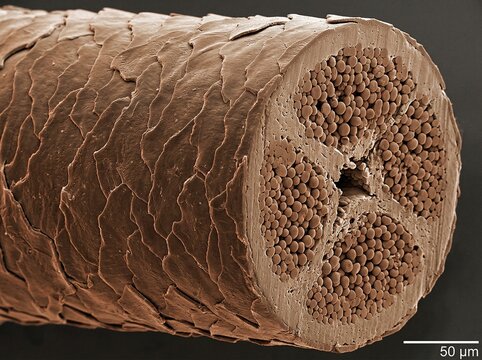 Cross Section of Human Hair Shaft Under Scanning Electron Microscope