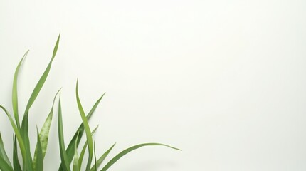 Fototapeta premium Green blades of grass on a simple white background with botanical, minimalist