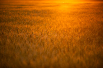 Fototapeta premium Wheat spikelets fill macro detail. Wheat ears stand in field. Wheat crop shows ripe grain. Wheat awns catch warm light.