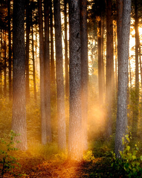 morning in the forest