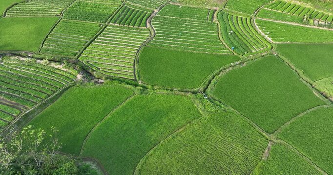 Aerial footage of drone flying over rice paddy plants growing at field