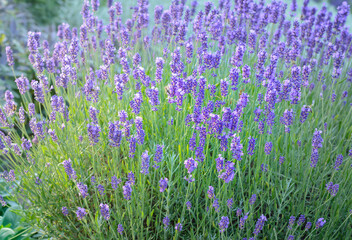 Fototapeta premium Small flowerbed with lavender flowers in summer