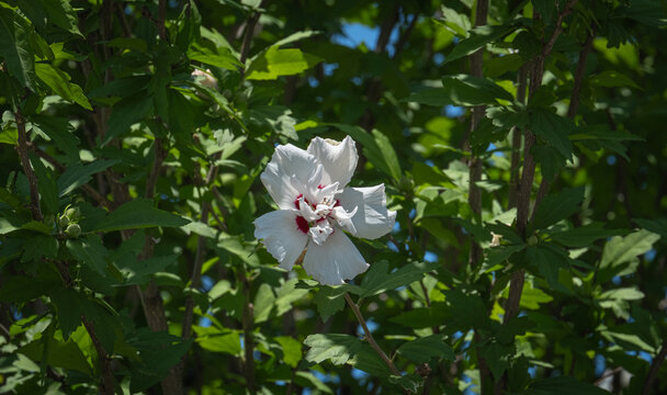 Blooming Hibiscus syriacus tree white flower and leaves. rose mallow. gul hatmi. agac hatmi.