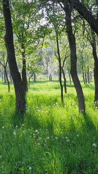 Beautiful spring and summer landscape featuring a sunny meadow with white fluffy dandelions and silver foliage of young poplar trees shimmering and fluttering in a gentle breeze.