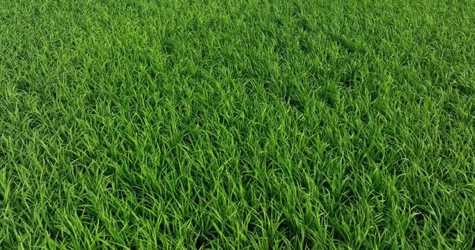 Aerial footage of drone flying over rice paddy plants growing at field