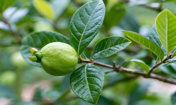 Young monkey guava fruit attached to branch in vibrant green
