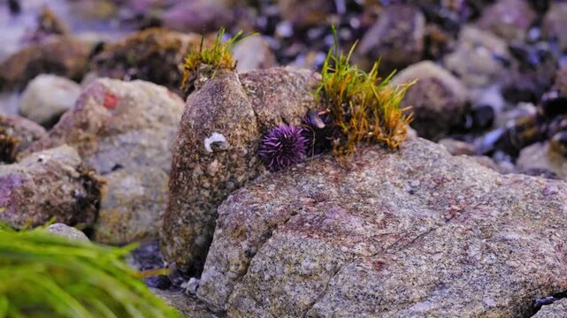 Static shot of purple sea urchin and barnacles on coastal rocks as ocean water flows in background.