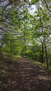 POV Walking on a Sunlit Forest Trail in Spring. Slow Motion Vertical Video of a Peaceful Hike Through Lush Green Woods.