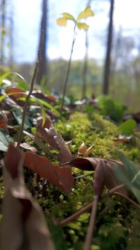 Cinematic Low Angle Shot Moving Across a Forest Floor with Moss, Leaves, and a Young Sapling in Spring Sunlight