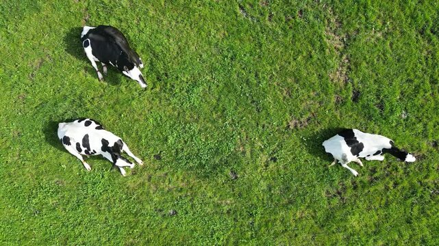 Aerial top-down drone shot of black and white dairy cows grazing and resting peacefully on a lush green pasture.