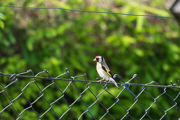 European goldfinch perched on a wire fence with a soft green background. Detailed wildlife image featuring one of Europe's most colorful songbirds. © Eric