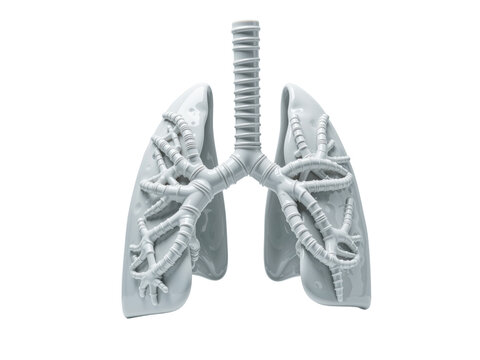 Human lung anatomy respiratory system 3d rendering, isolated on transparent background