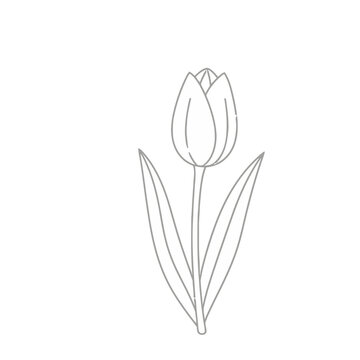 Single line art tulip flower