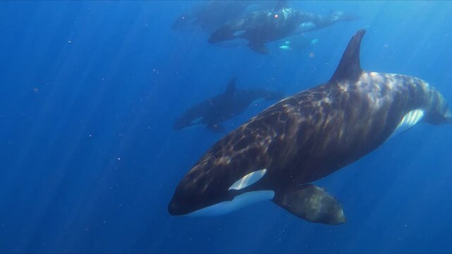Underwater footage of a family pod of killer whales swimming together in the deep blue ocean with beautiful sun beams in La Ventana, Baja California Sur, M&eacute;xico.
