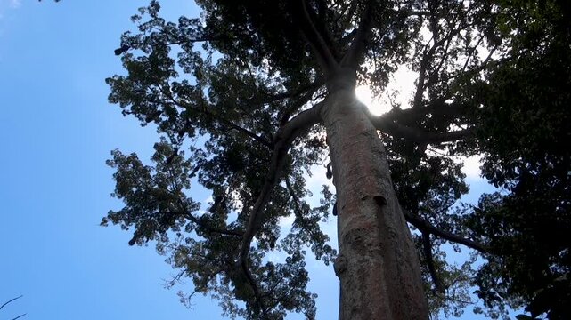 Low angle shot of a majestic Sumauma tree in the Amazon jungle with sunlight peeking through the canopy. Represents sustainability and ecofriendly conservation.