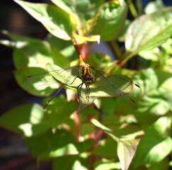 植物にとまる黄色いトンボ　 © 66331